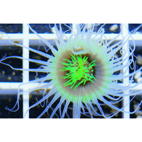 Cerianthus Sp. (Green) Zylinderrose Grösse S