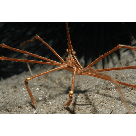 Stenorhynchus seticornis - Pfeil-Gespensterkrabbe Grösse M