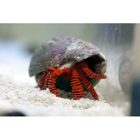 Ciliopagurus strigatus - Ringelsocken-Einsiedlerkrebs, Gestreifter Einsiedlerkrebs