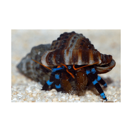 Calcinus elegans - Blauer Halloween-Einsiedlerkrebs