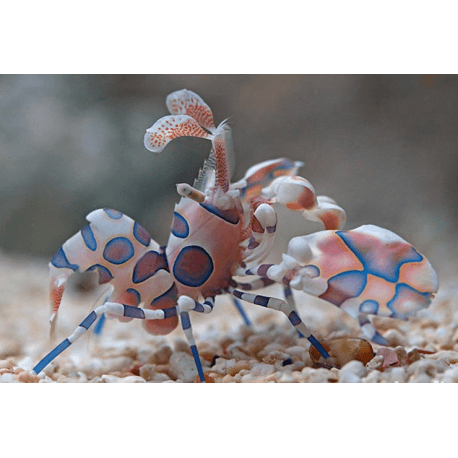 Hymenocera elegans- Harlekingarnele Grösse M