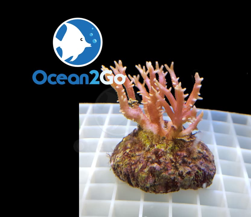 Seriatopora Hystrix