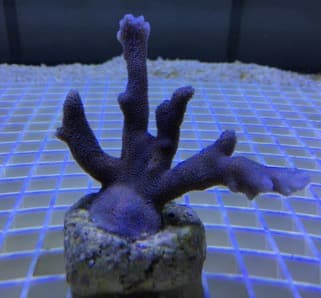 Montipora Silber Blau