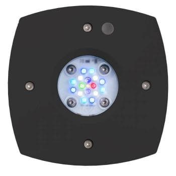 AI Prime 16HD Reef schwarz