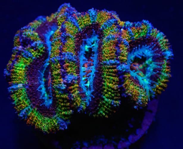 Acanthastrea lordhowensis (Ultra)
