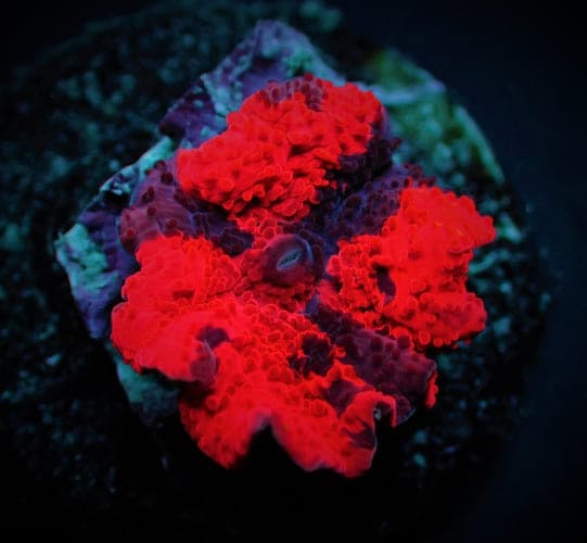 Discosoma spp. Deadpool