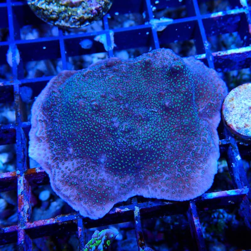 Montipora sp.