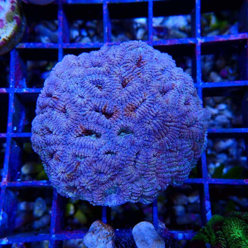 Favia sp.