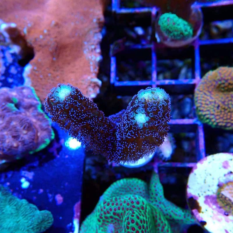 Stylophora pistillata milka