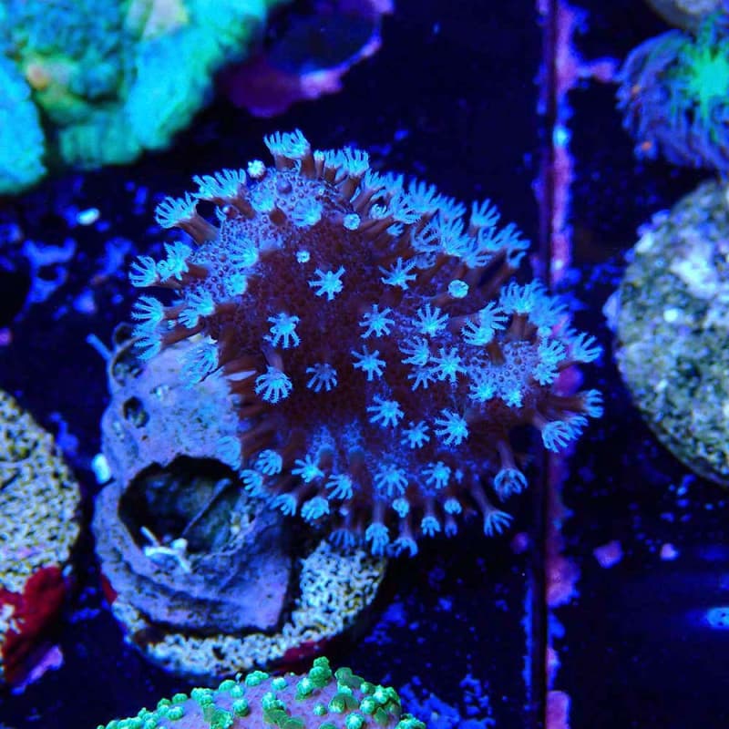 Lobophyton sp.