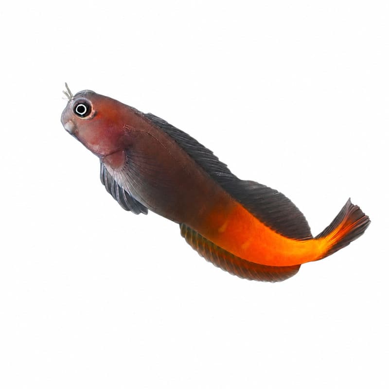 Ecsenius bicolor – Blennie bicolore