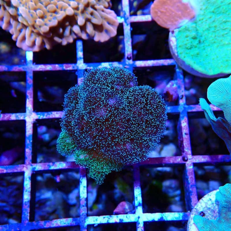 Pocillopora damicornis DUO
