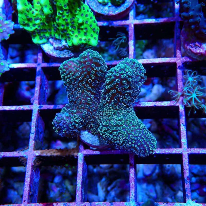 Stylophora pistillata
