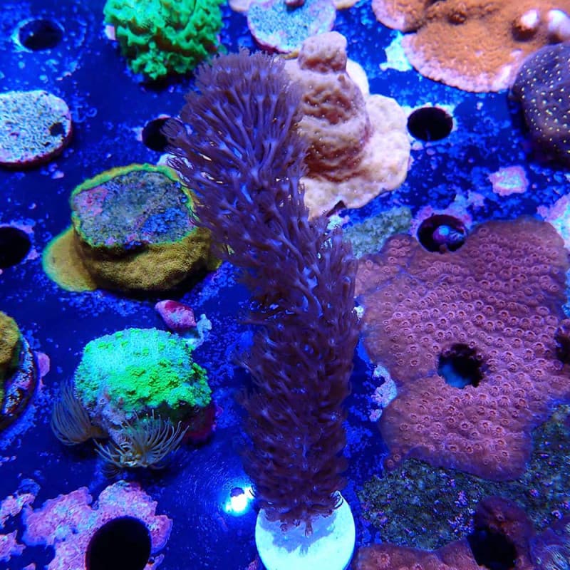 Plexaurella sp.- Gorgone
