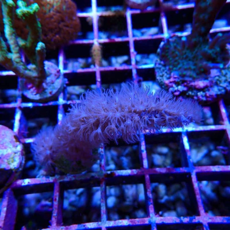 Plexaurella sp.