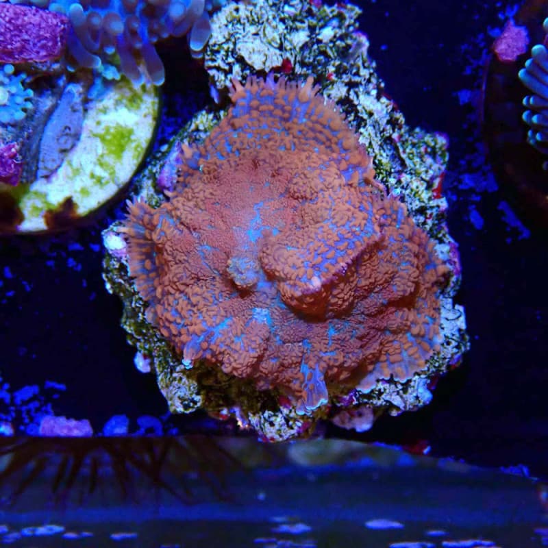 Rhodactis sp.