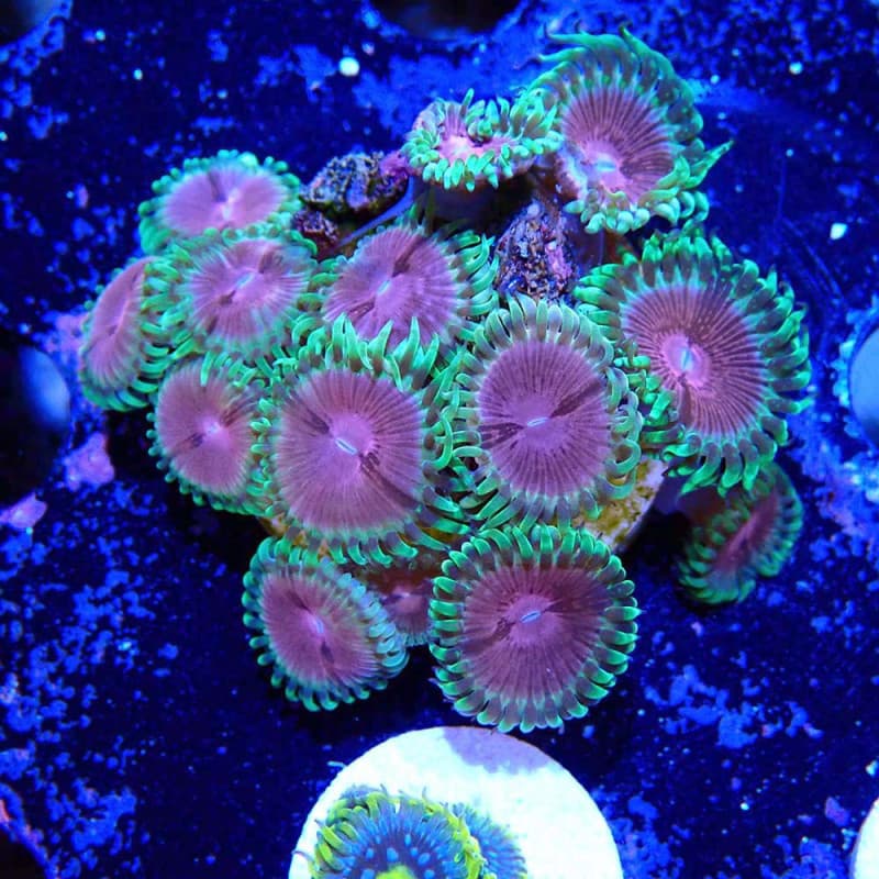 Zoanthus Ultra Pink Diamond