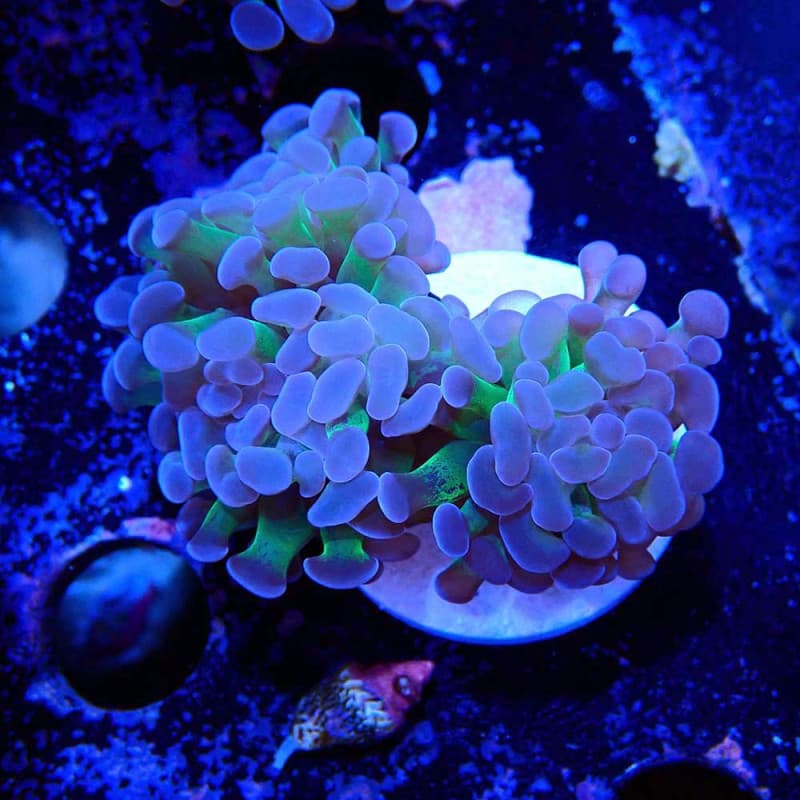 Euphyllia paraancora