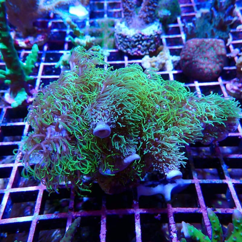 Briareum Vert Fluo