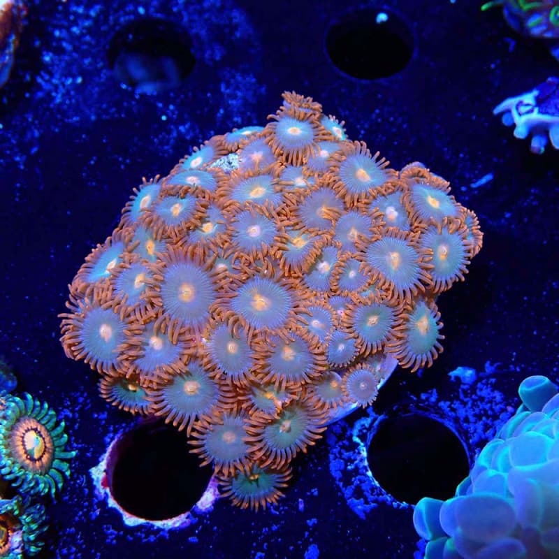 Zoanthus Ultra Gatorade